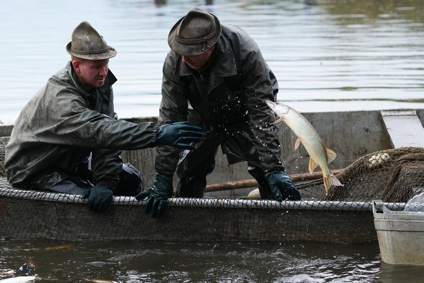 Photos show Czech fisherman hauling in Christmas carp for holiday tables | iNFOnews.ca