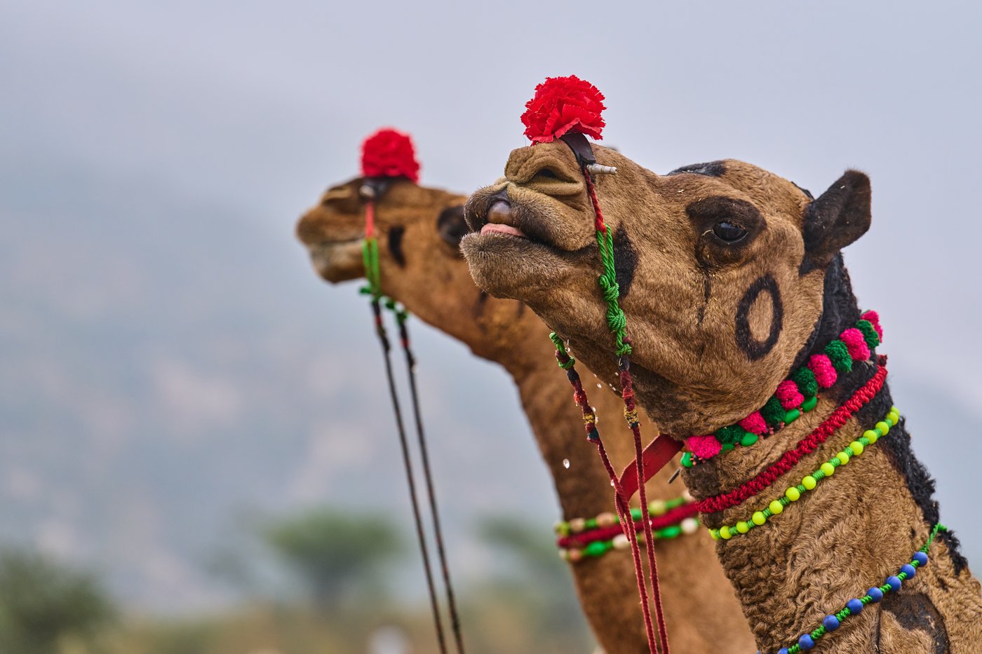 A camel fair in India's desert town of Pushkar draws traders and tourists, in photos | iNFOnews.ca