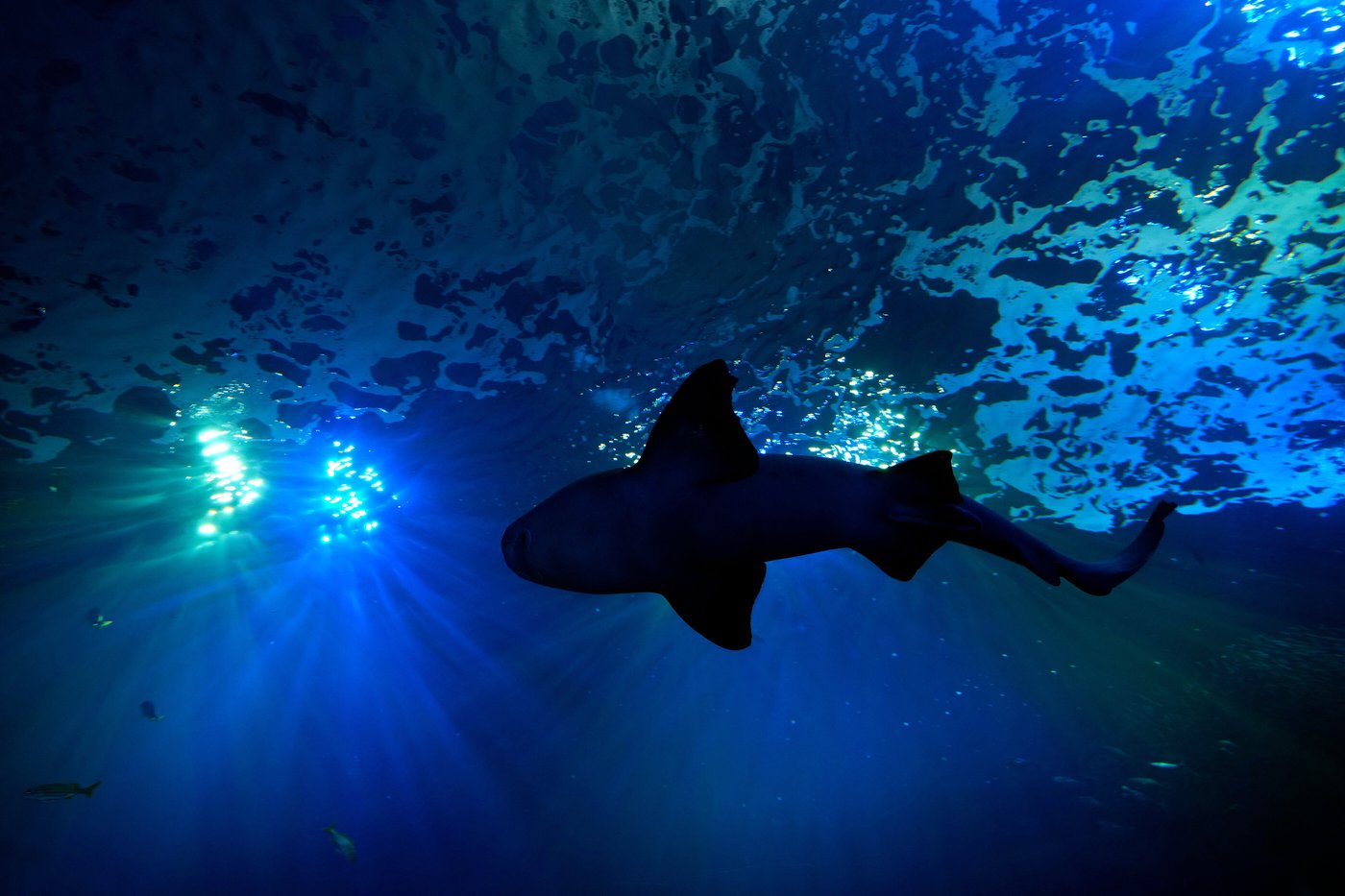 Florida's Mote Marine Laboratory relocates hundreds of marine animals to new $130M facility | iNFOnews.ca