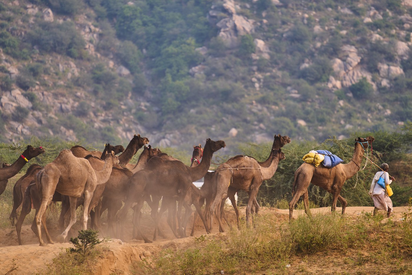 A camel fair in India's desert town of Pushkar draws traders and tourists, in photos | iNFOnews.ca