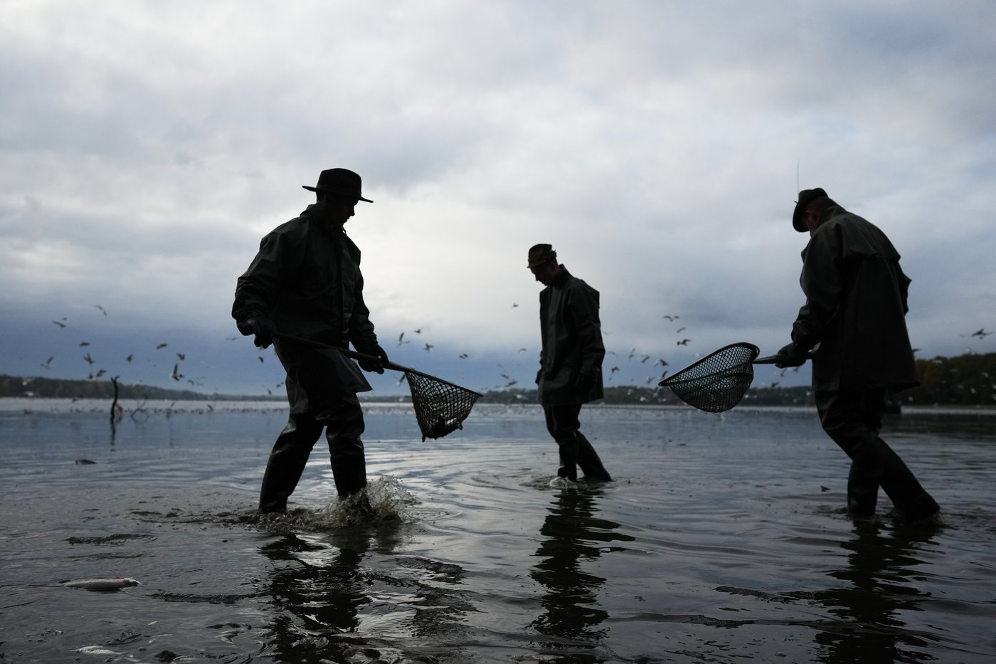 Photos show Czech fisherman hauling in Christmas carp for holiday tables | iNFOnews.ca