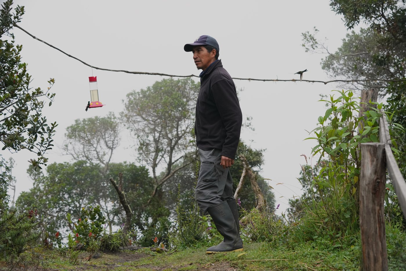 An ancient forest in Ecuador is the last stand for a tiny hummingbird facing extinction | iNFOnews.ca