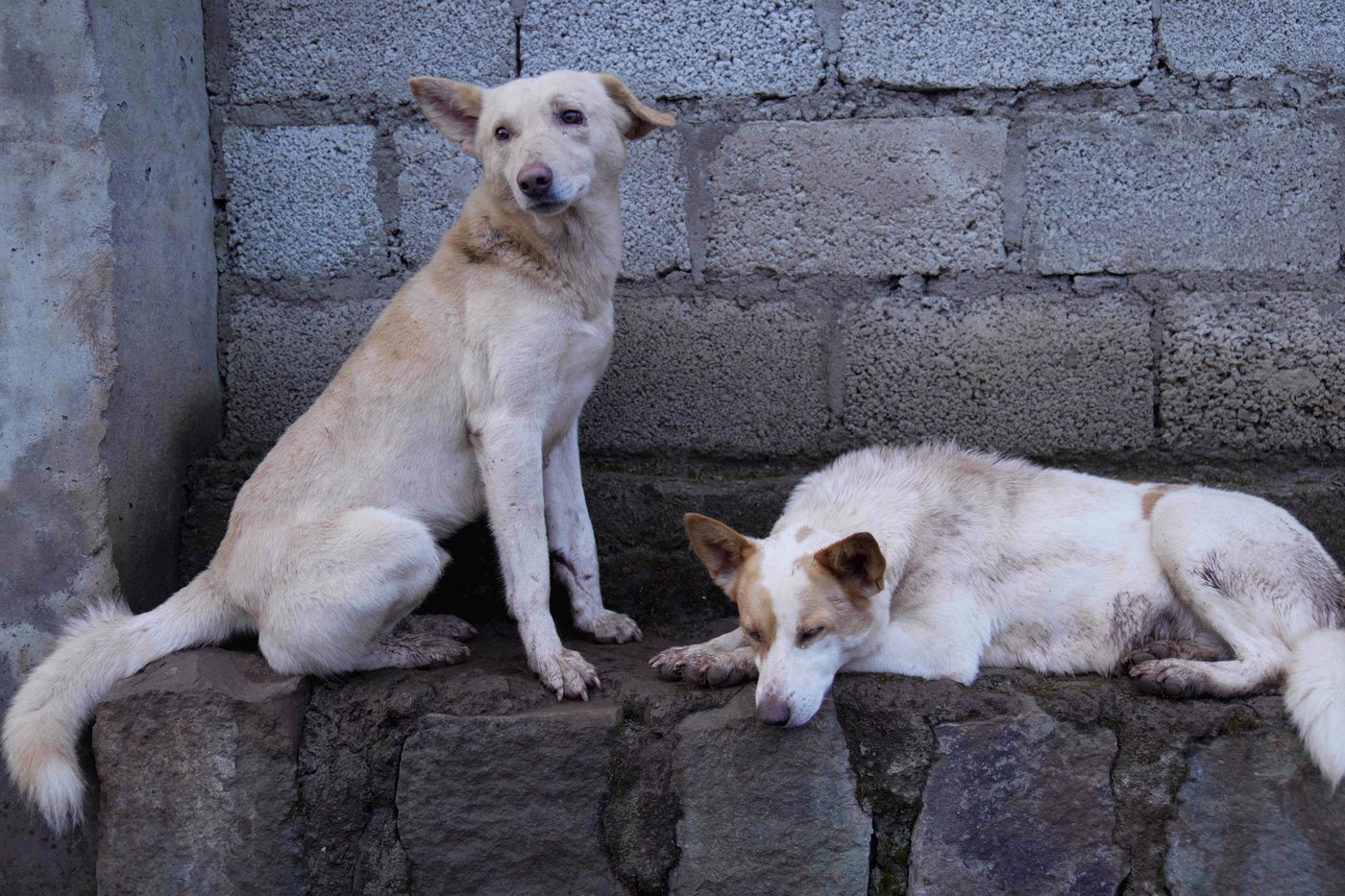 Abandoned dogs in Ethiopia's capital get little care. A woman wants to change that | iNFOnews.ca