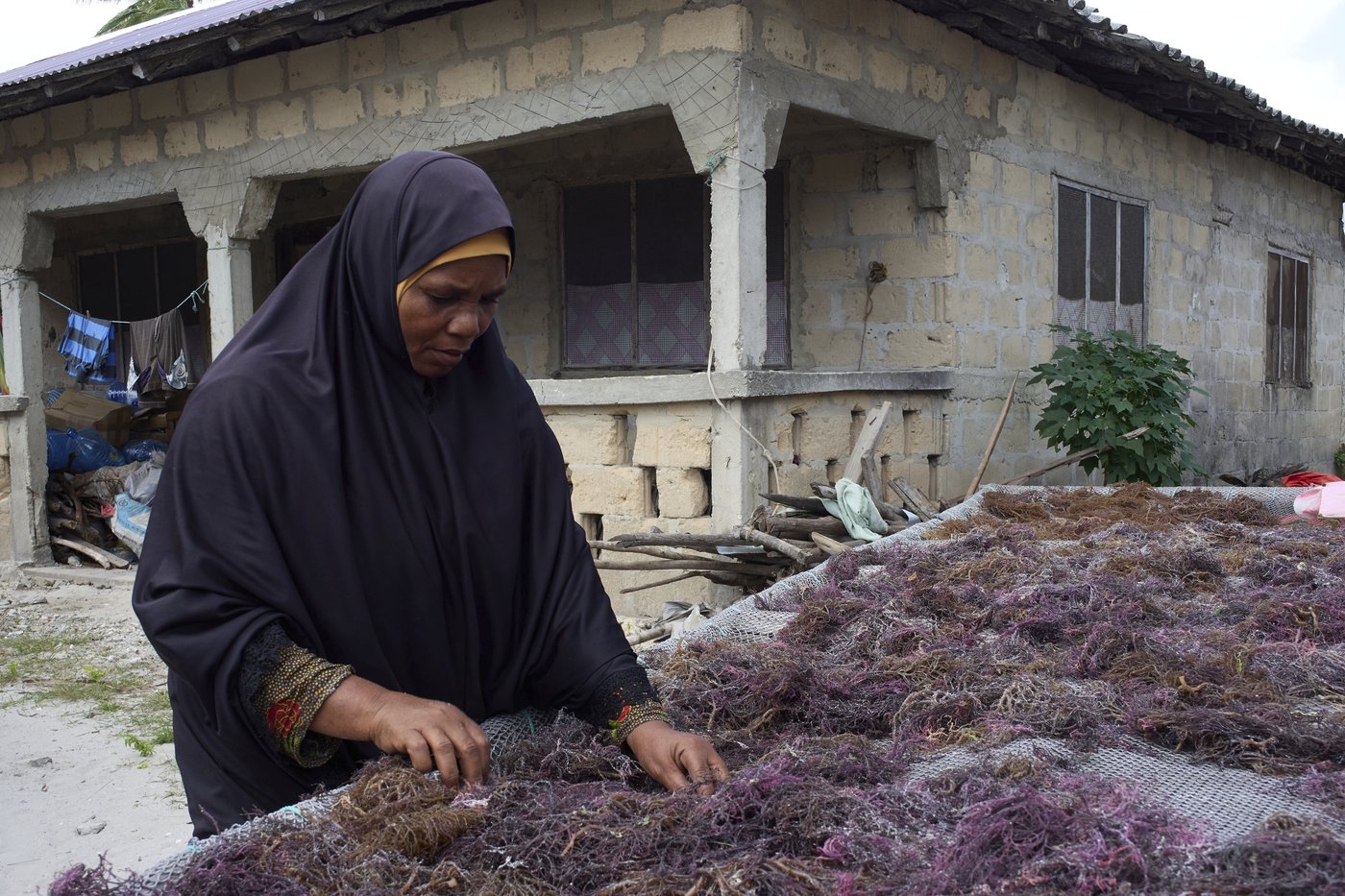 Zanzibar is seeing a seaweed boom. Can the women collecting it cash in? | iNFOnews.ca Zanzibar is seeing a seaweed boom. Can the women collecting it cash in? | iNFOnews.ca