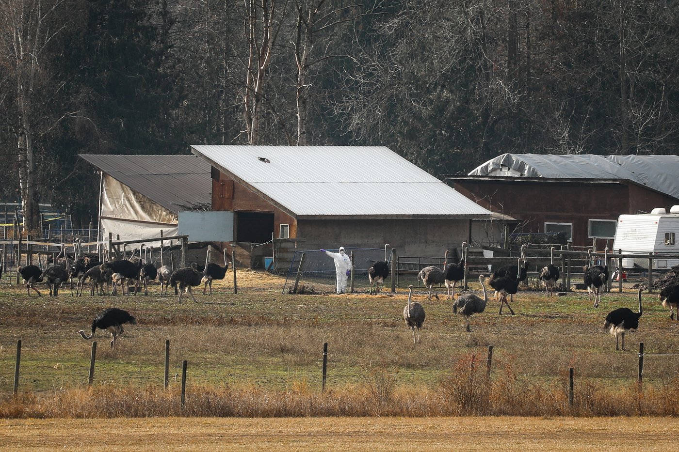 Gunshots at ostrich farm as cull at B.C. farm moves ahead | iNFOnews.ca Gunshots at ostrich farm as cull at B.C. farm moves ahead | iNFOnews.ca