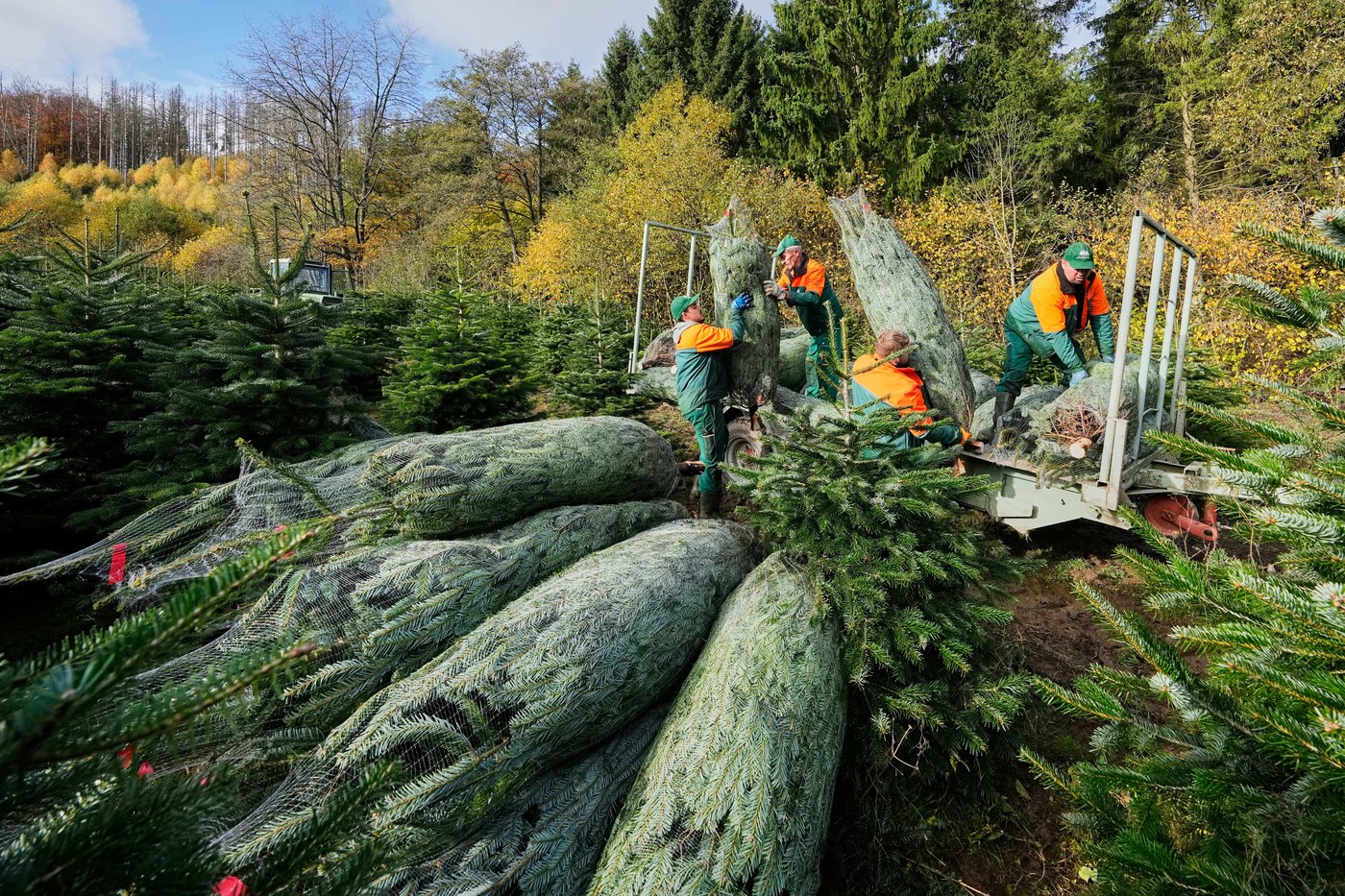 Christmas harvest begins in Germany, where some say decorating trees began | iNFOnews.ca