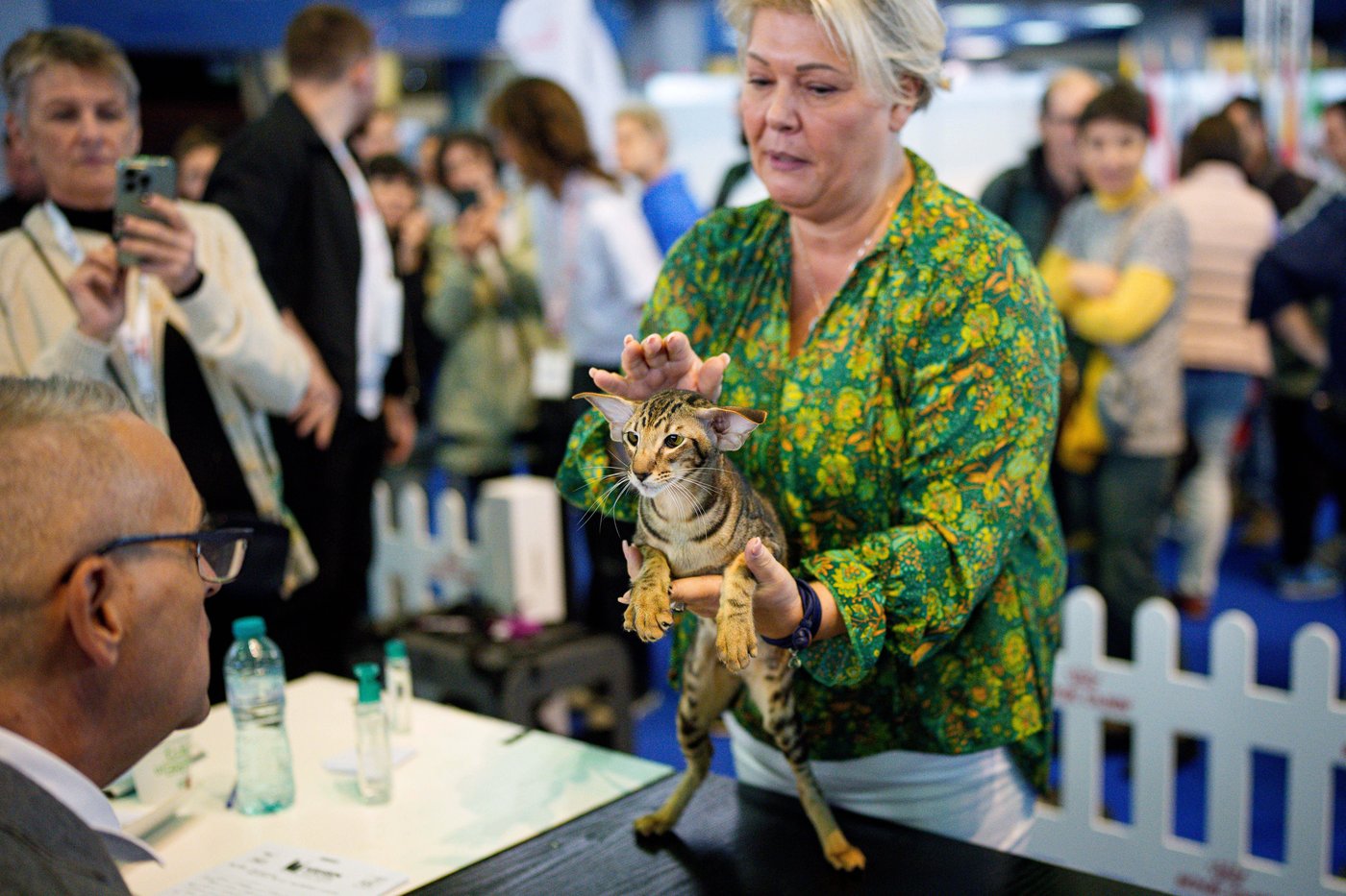 Photos from the world's largest cat show, as 1,000 felines and their fans gather in Romania | iNFOnews.ca