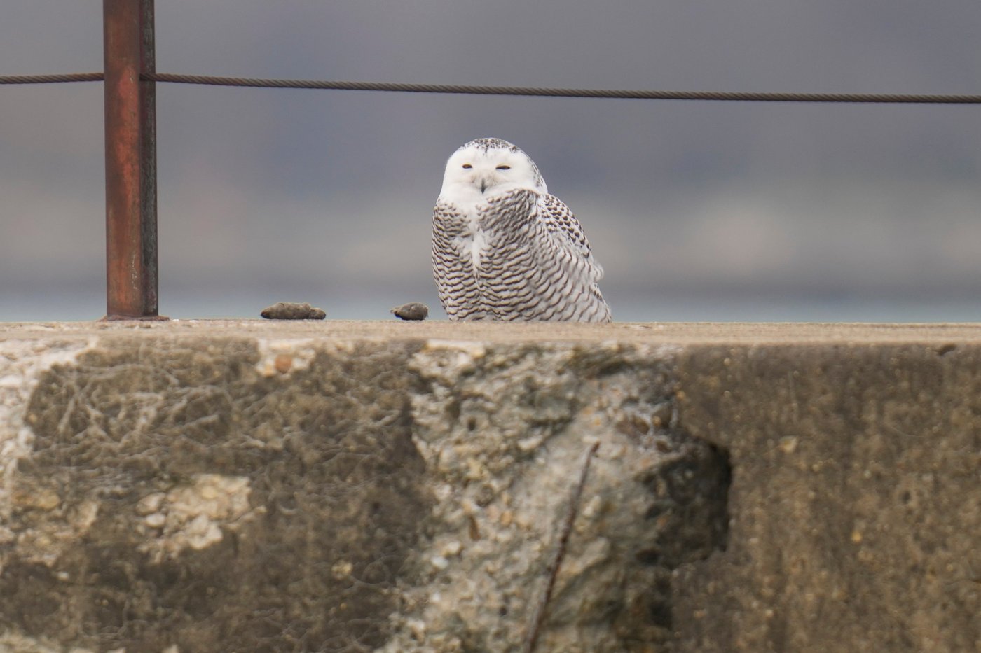 A pair of snowy owls spotted along Lake Michigan beach draws crowds in Chicago | iNFOnews.ca