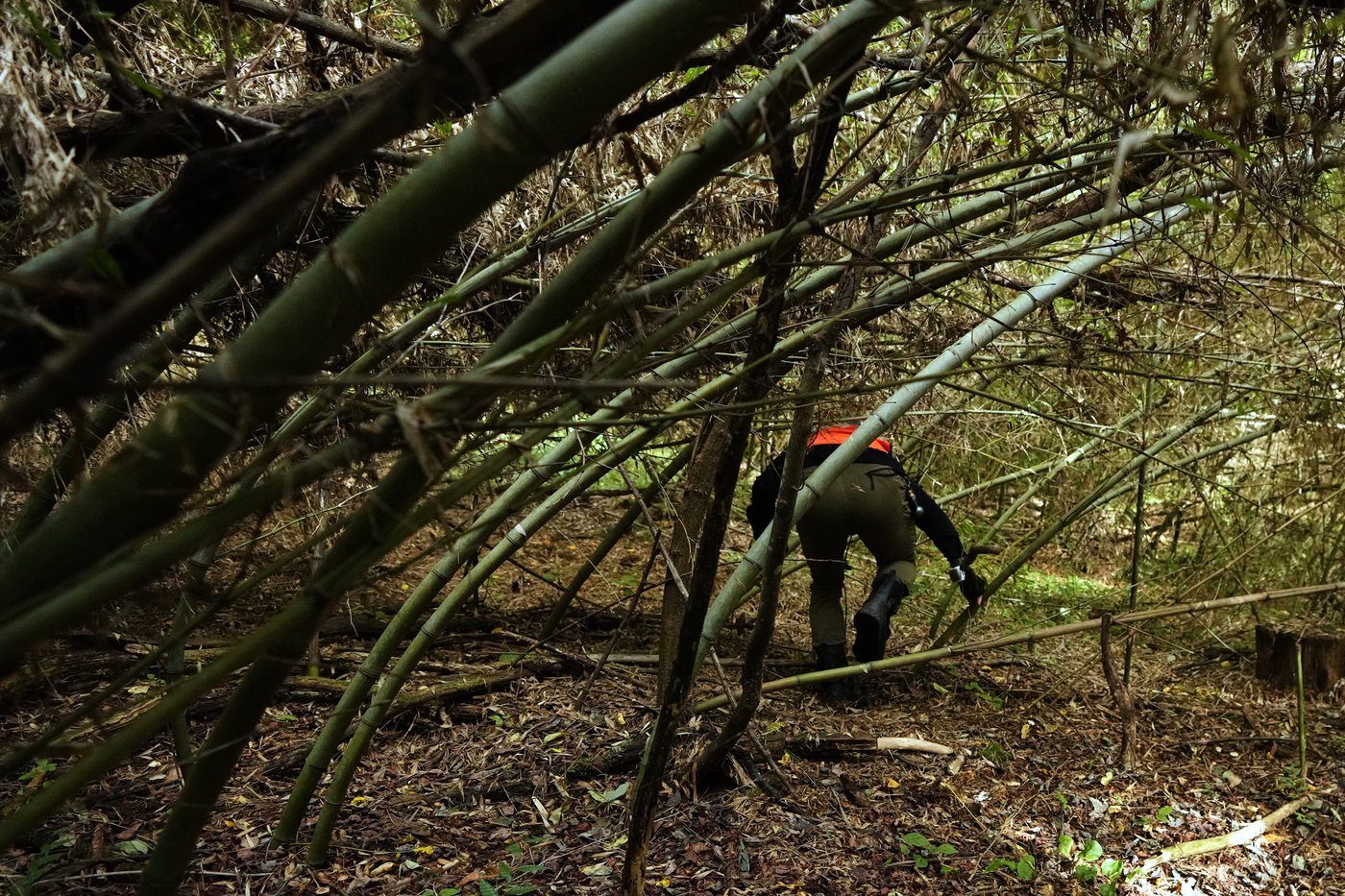 In Japan's Northern Alps, residents battle monkeys to protect homes and farms | iNFOnews.ca