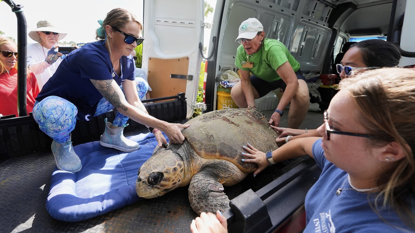 June Cleaver the loggerhead turtle is released into the ocean off Florida after rehab | iNFOnews.ca