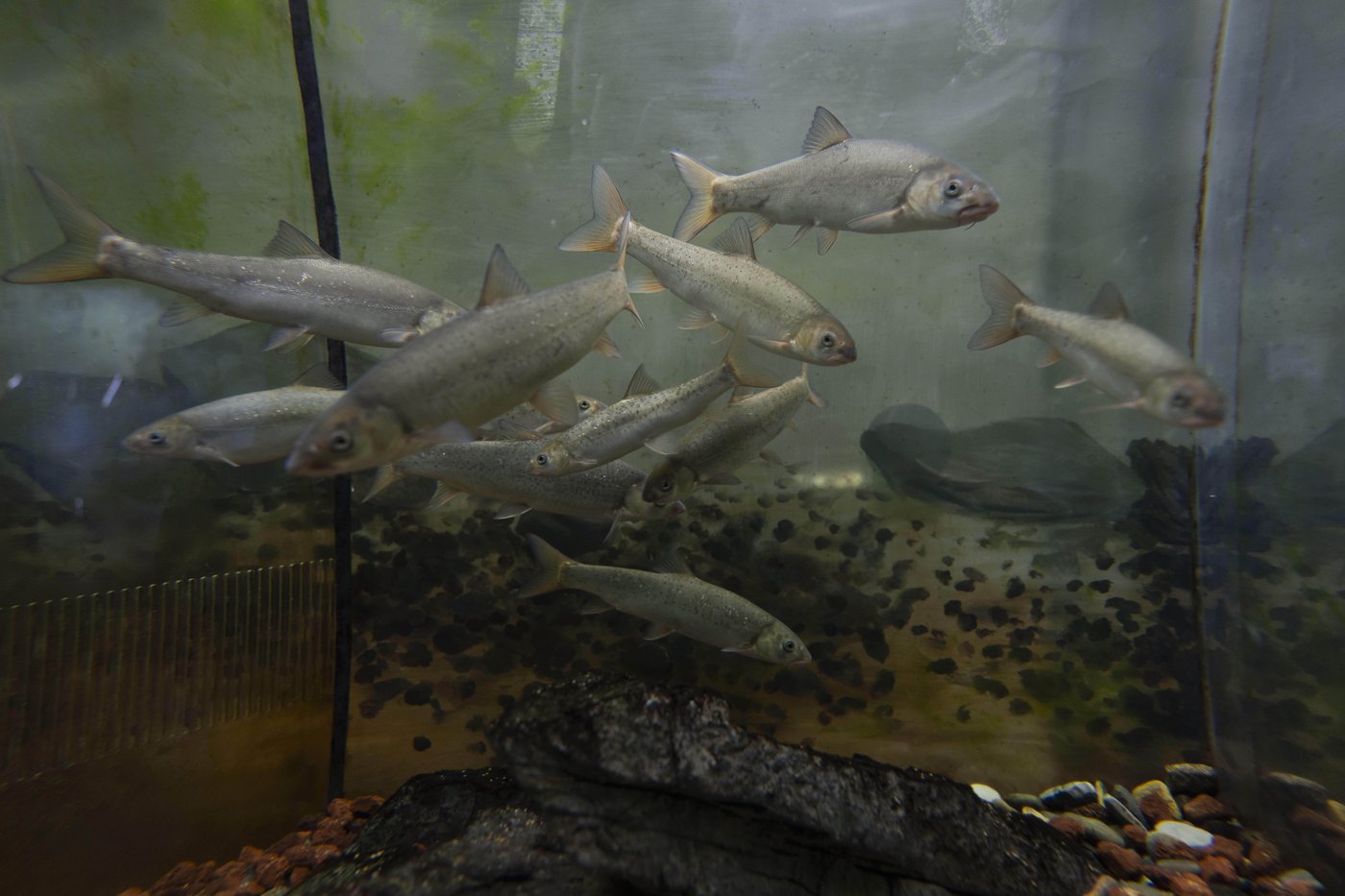 Photos show scientists breeding rare and endangered animals in China’s longest river | iNFOnews.ca