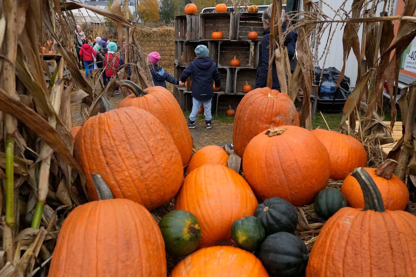 Halloween pumpkin waste is a methane problem, but chefs and farmers have solutions | iNFOnews.ca Halloween pumpkin waste is a methane problem, but chefs and farmers have solutions | iNFOnews.ca