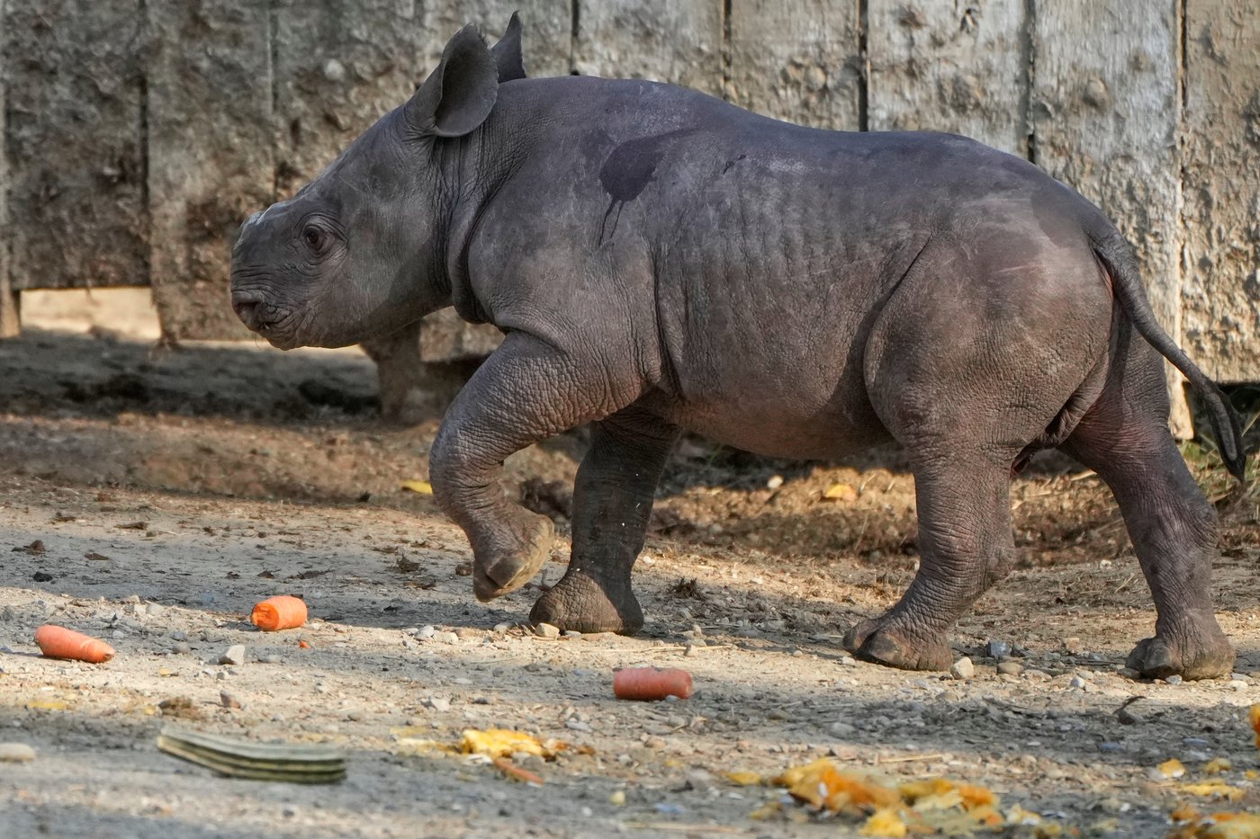 Critically endangered baby black rhino makes its debut at Cleveland zoo | iNFOnews.ca Critically endangered baby black rhino makes its debut at Cleveland zoo | iNFOnews.ca