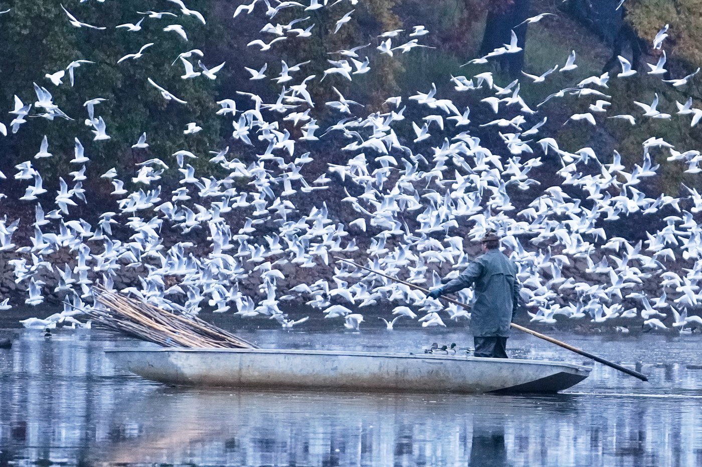 Photos show Czech fisherman hauling in Christmas carp for holiday tables | iNFOnews.ca