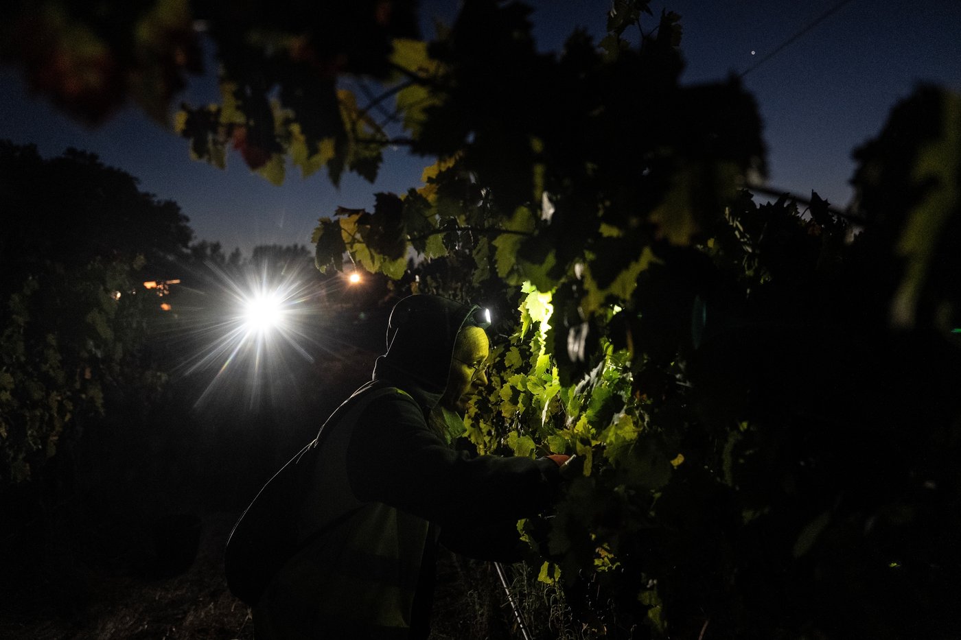 In the cool of a Portugal night, it’s time to pick the grapes | iNFOnews.ca