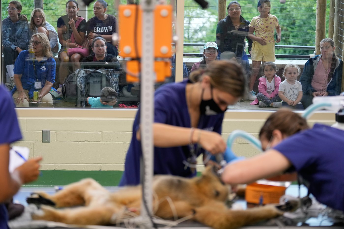 Visitors to a New Jersey zoo get to watch veterinarians treat the animals | iNFOnews.ca Visitors to a New Jersey zoo get to watch veterinarians treat the animals | iNFOnews.ca