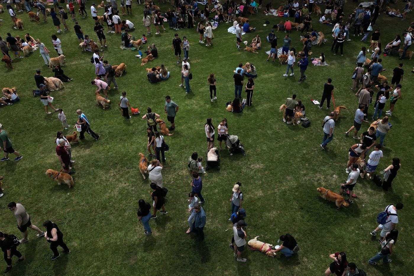 Photos of golden retrievers gathered in Buenos Aires for a world record attempt | iNFOnews.ca