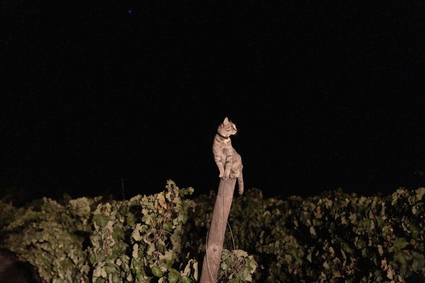 In the cool of a Portugal night, it’s time to pick the grapes | iNFOnews.ca