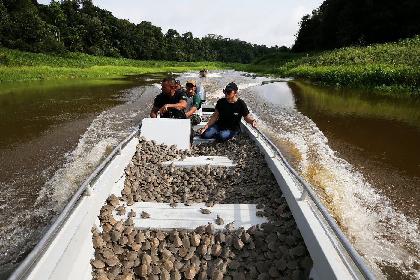 Photos show release of giant Amazon river turtle hatchlings in key Brazilian reserve | iNFOnews.ca