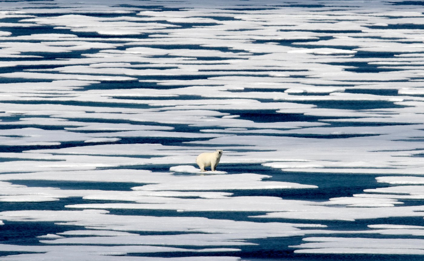 Republicans try to weaken 50-year-old law protecting whales, seals and polar bears | iNFOnews.ca Republicans try to weaken 50-year-old law protecting whales, seals and polar bears | iNFOnews.ca