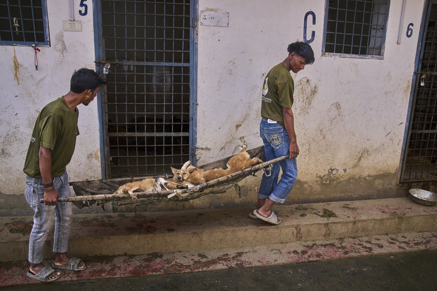 Photos of stray dogs in Indian-controlled Kashmir and attempts to control their population | iNFOnews.ca