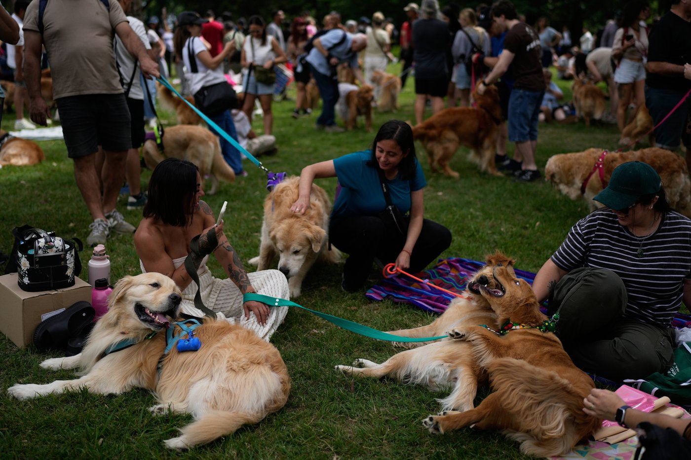 Photos of golden retrievers gathered in Buenos Aires for a world record attempt | iNFOnews.ca