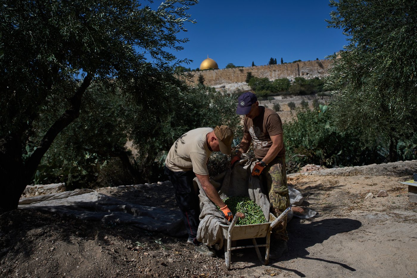 On Mount of Olives where Jesus prayed, monks and nuns keep harvesting olives | iNFOnews.ca On Mount of Olives where Jesus prayed, monks and nuns keep harvesting olives | iNFOnews.ca