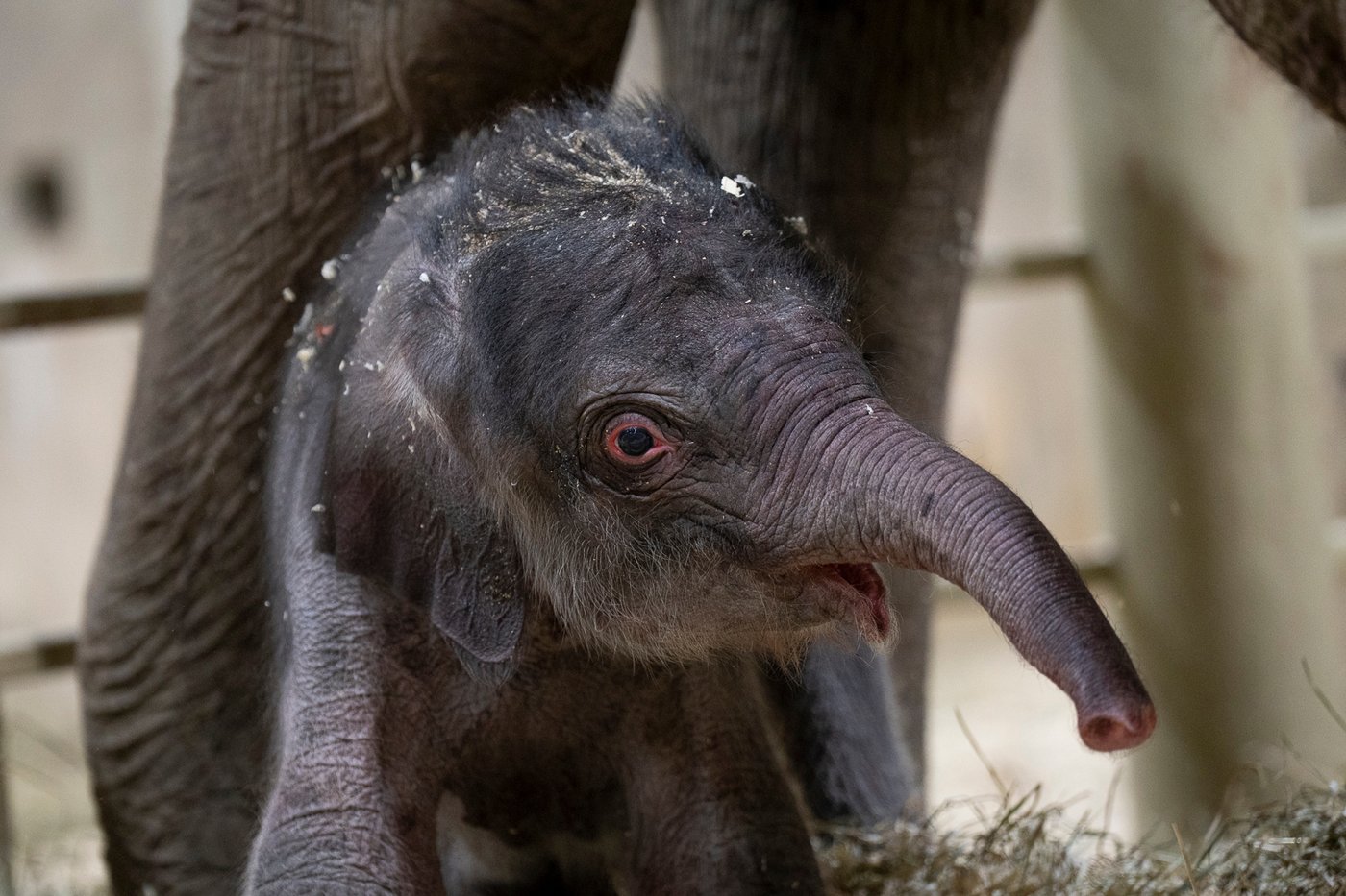 Columbus Zoo welcomes 2nd Asian elephant calf this year | iNFOnews.ca Columbus Zoo welcomes 2nd Asian elephant calf this year | iNFOnews.ca