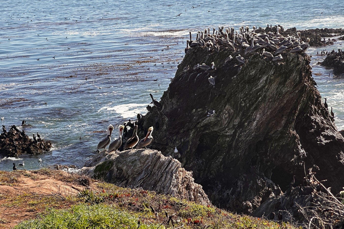 A brown pelican 'feeding frenzy' is an encouraging sign for the often-struggling large seabirds | iNFOnews.ca