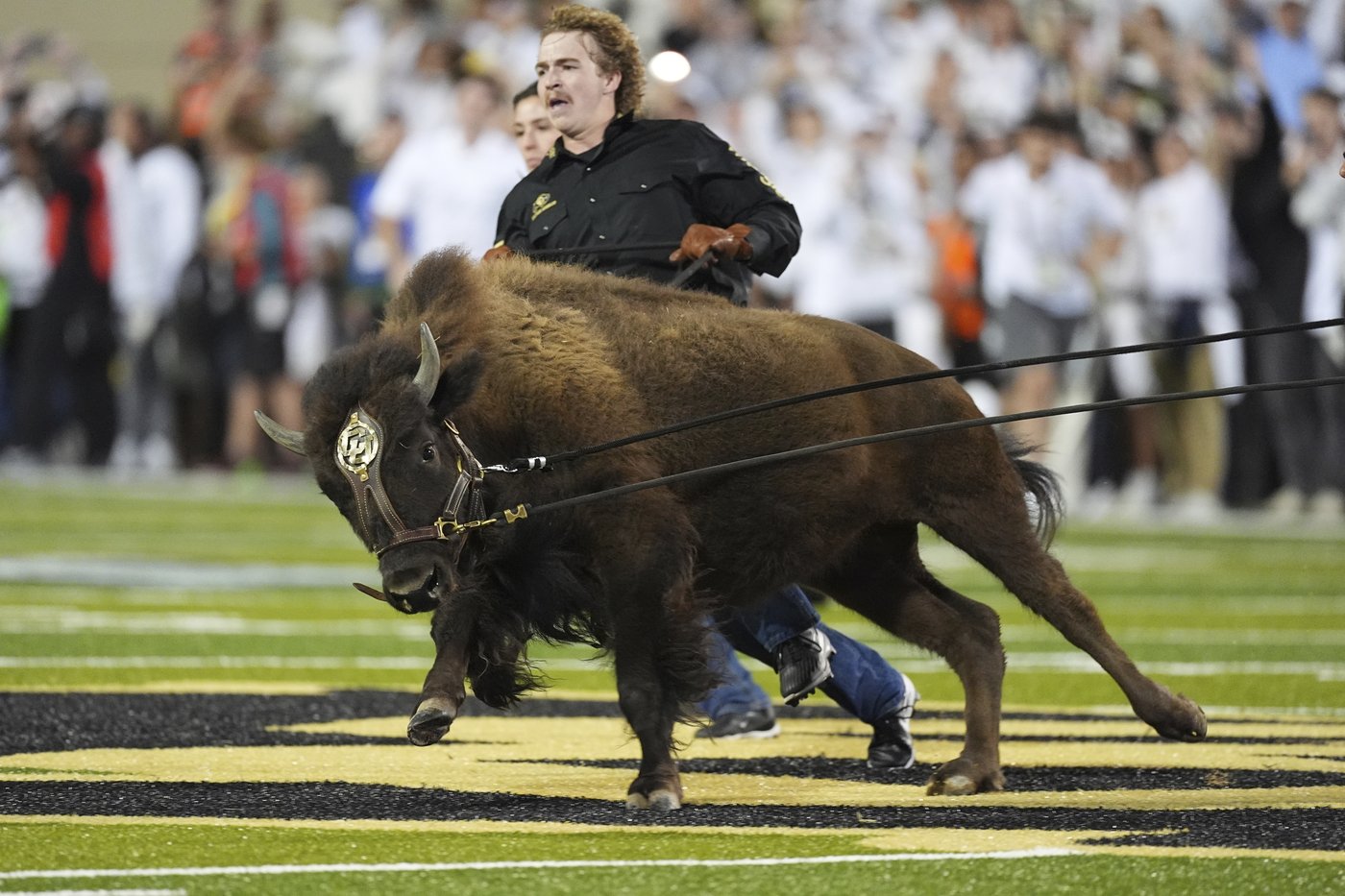 Colorado's live mascot Ralphie VII makes her debut at Folsom Field in front of cheering crowd | iNFOnews.ca Colorado's live mascot Ralphie VII makes her debut at Folsom Field in front of cheering crowd | iNFOnews.ca