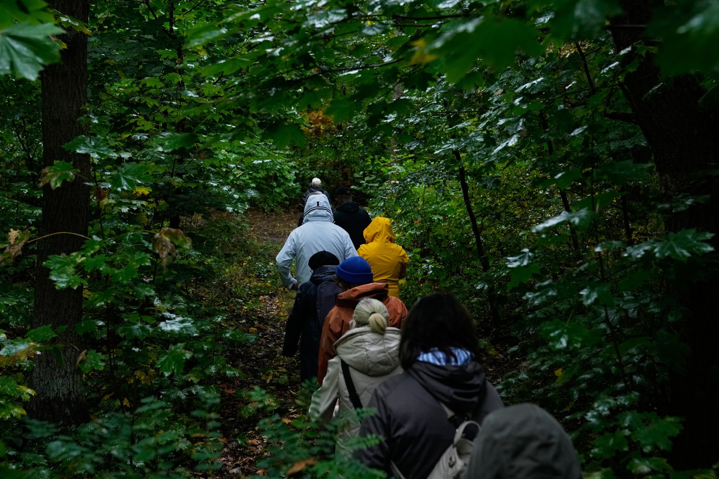 Mushroom hunting in Germany sees a revival thanks to veganism and medicinal fungi, in photos | iNFOnews.ca