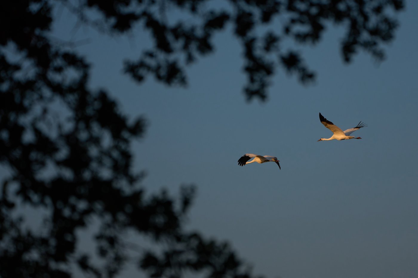 Along the Texas Coast, a new sanctuary aims to protect the endangered and rare whooping crane | iNFOnews.ca
