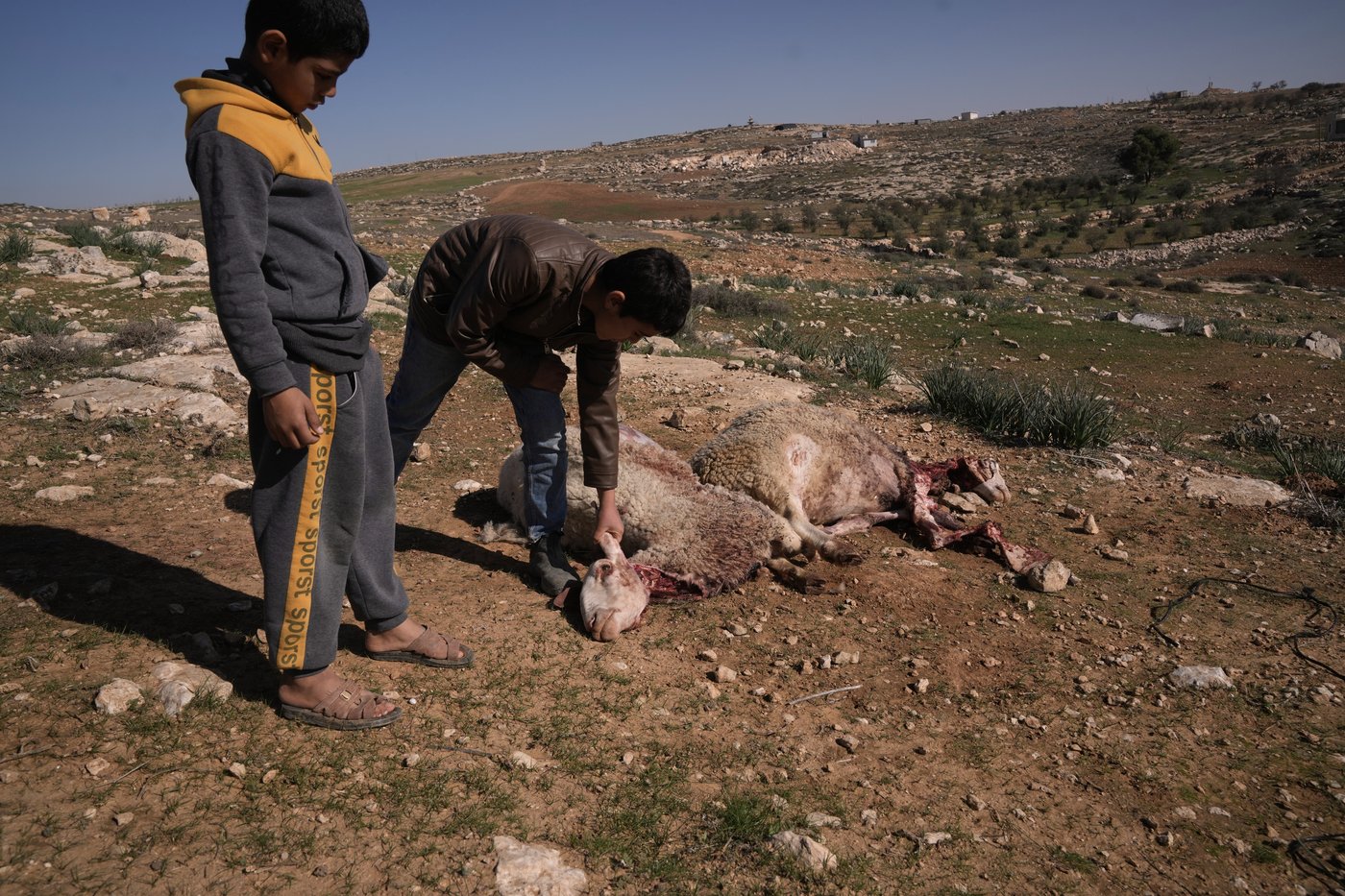 Israeli settlers forcibly enter Palestinian home and kill sheep in latest West Bank attack | iNFOnews.ca