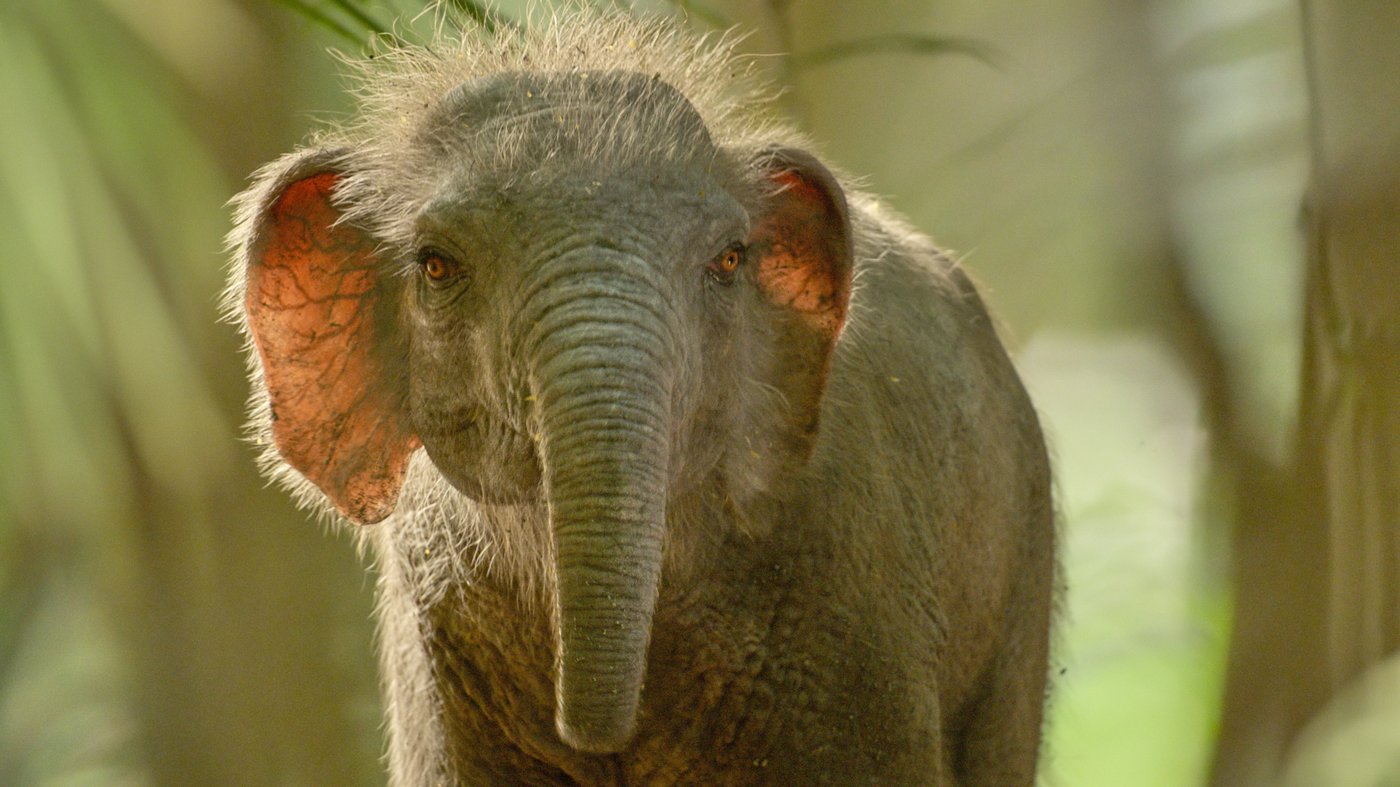 A foot-tall elephant? 'Prehistoric Planet: Ice Age' on Apple TV reveals surprising creatures | iNFOnews.ca