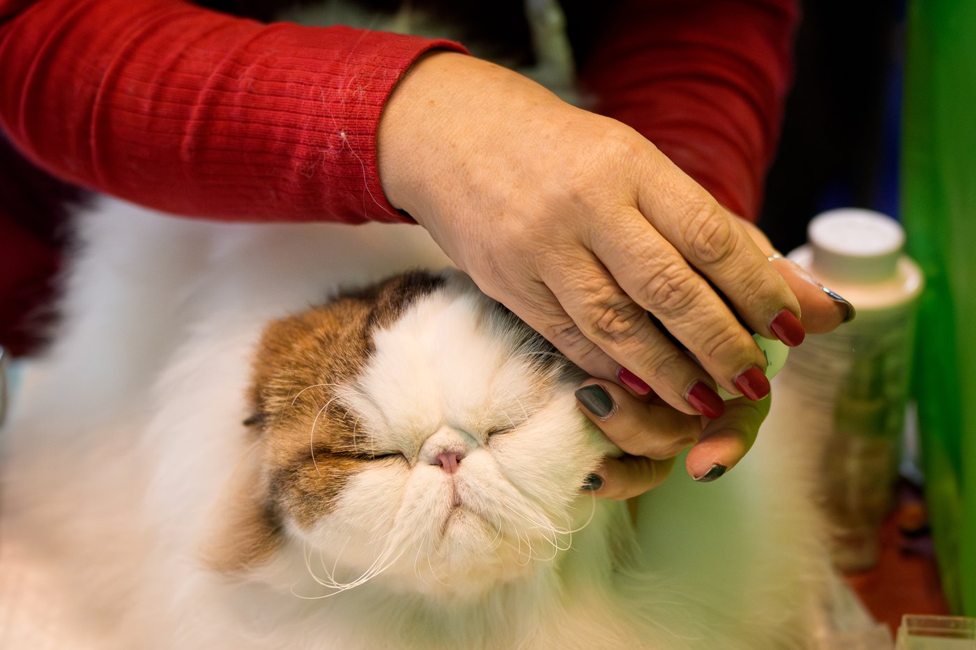 Photos from the world's largest cat show, as 1,000 felines and their fans gather in Romania | iNFOnews.ca