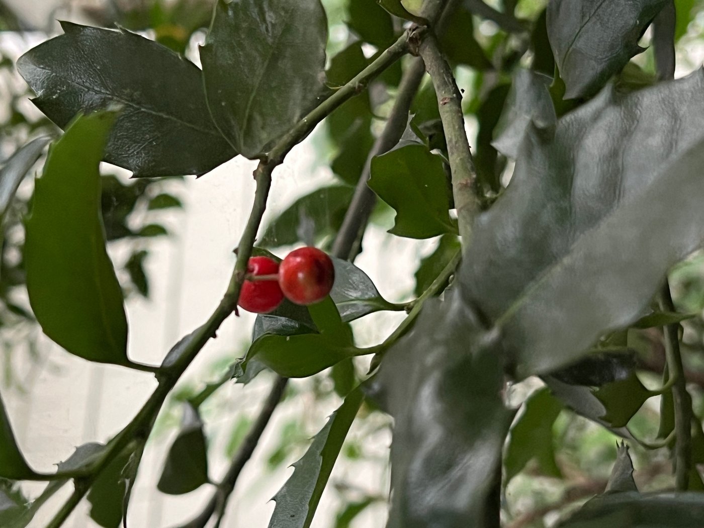 As the garden winds down, it's time to care for winter-prepping birds | iNFOnews.ca