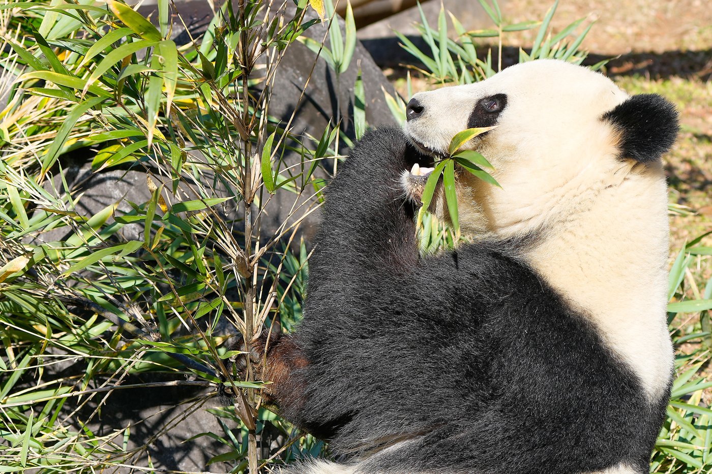 Thousands flock to a Tokyo zoo to see the last 2 pandas in Japan before their return to China | iNFOnews.ca