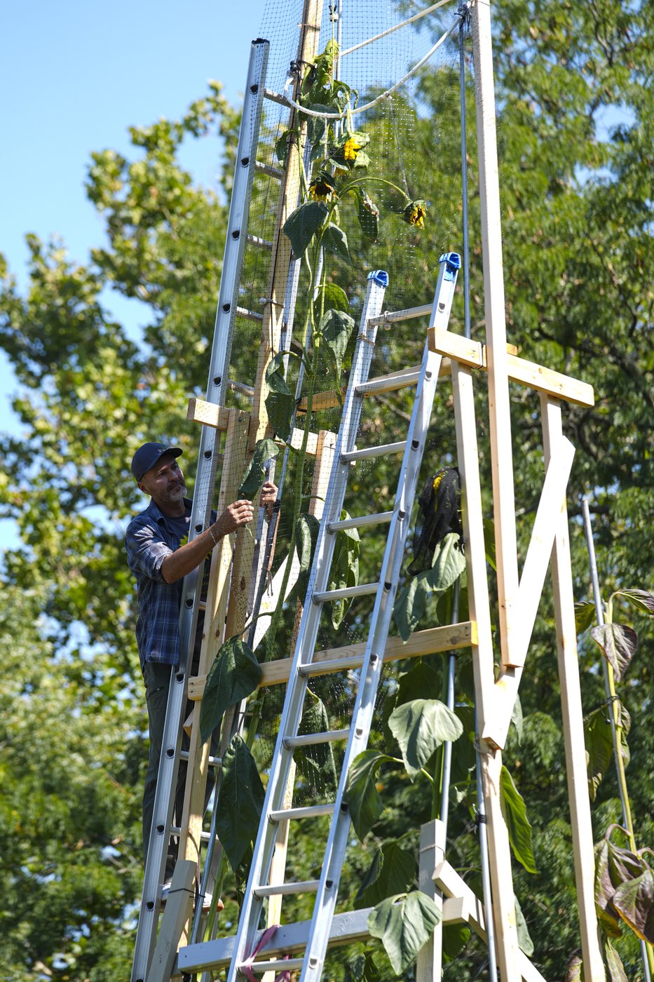 The world's tallest sunflower blooms in an Indiana backyard as a tribute to Ukraine | iNFOnews.ca