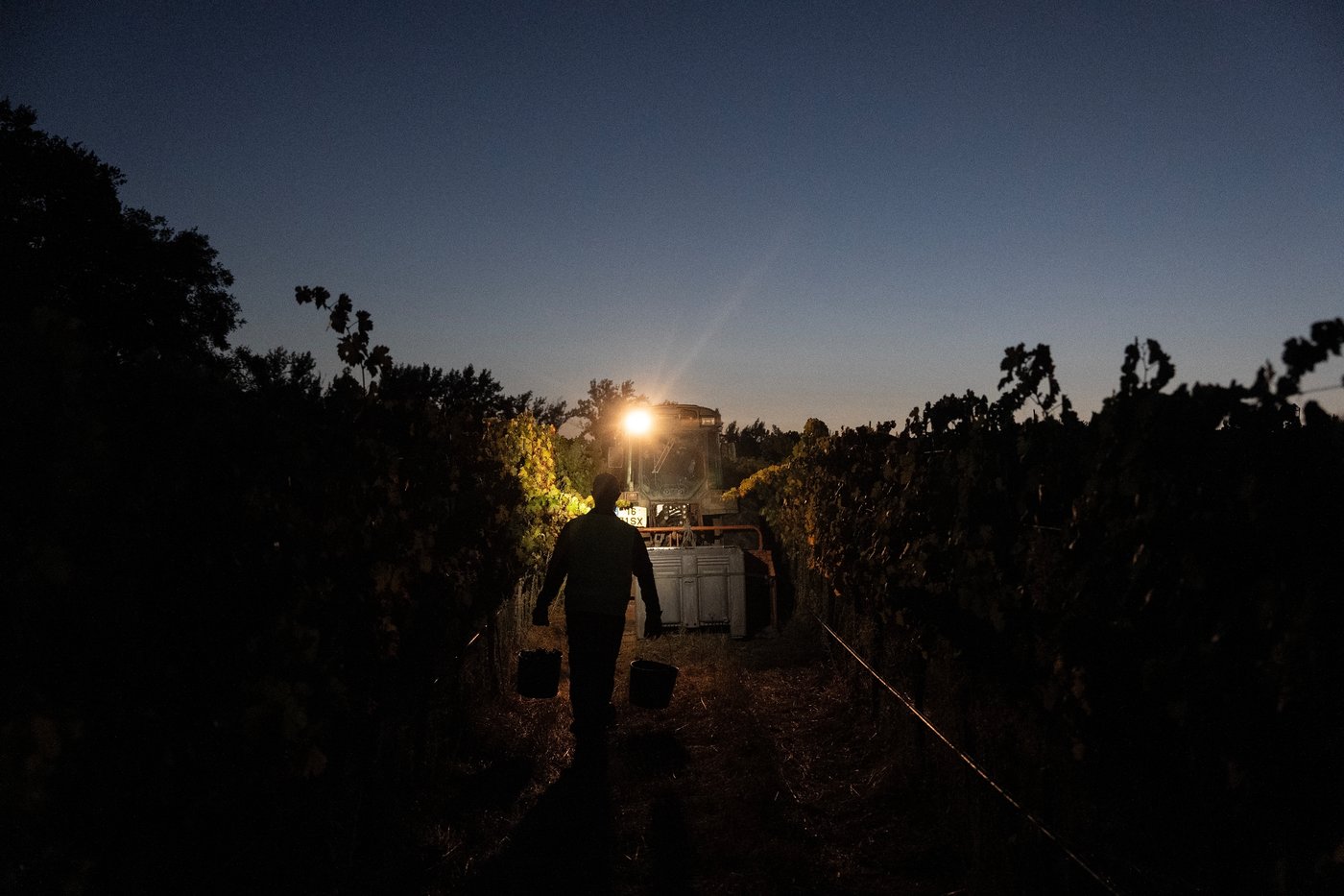 In the cool of a Portugal night, it’s time to pick the grapes | iNFOnews.ca