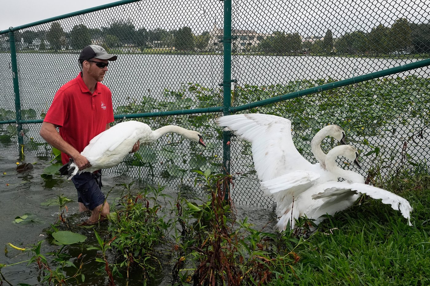 Lakeland's swans, descendants of Queen Elizabeth II's gift, get annual health checkup | iNFOnews.ca Lakeland's swans, descendants of Queen Elizabeth II's gift, get annual health checkup | iNFOnews.ca