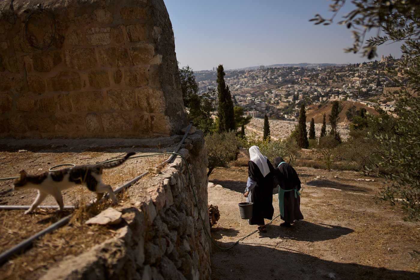 Photos show monks and nuns harvesting olives on the Holy Land’s Mount of Olives | iNFOnews.ca