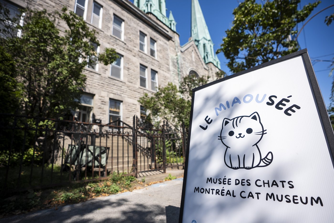 Montreal's Le Miaousée wants to become Canada's first permanent cat museum | iNFOnews.ca