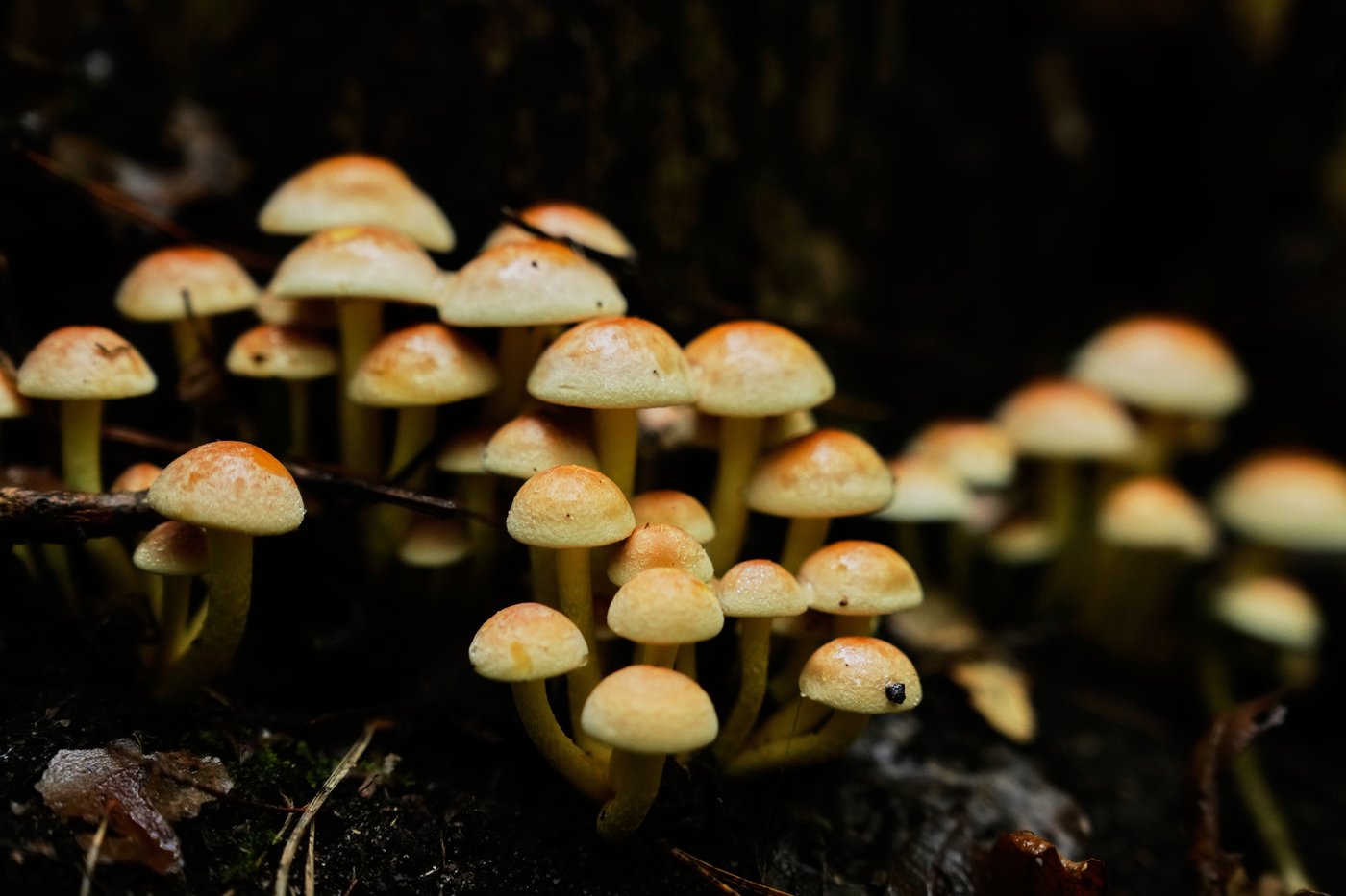 Mushroom hunting in Germany sees a revival thanks to veganism and medicinal fungi, in photos | iNFOnews.ca