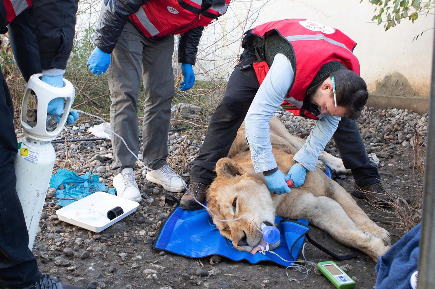 Lion and bear kept as pets in Albania find new homes in German wildlife sanctuaries | iNFOnews.ca Lion and bear kept as pets in Albania find new homes in German wildlife sanctuaries | iNFOnews.ca