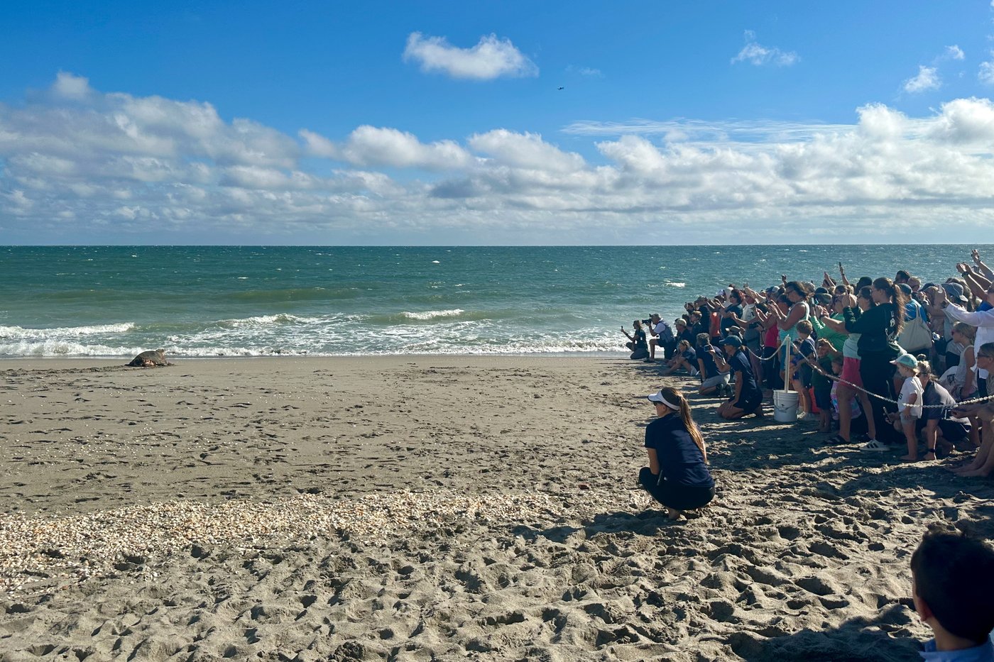 Endangered loggerhead sea turtle released to Atlantic Ocean from Florida beach | iNFOnews.ca
