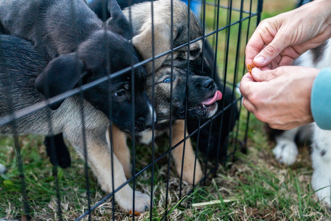 Shelter pets rescued by the revitalized Seuk’s Army in photos | iNFOnews.ca