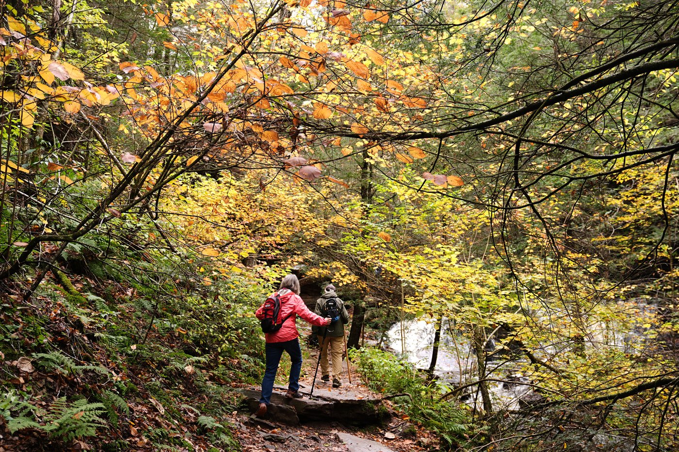 Drought has muted this year's leaf-peeping season, but pockets of brilliant colors remain | iNFOnews.ca Drought has muted this year's leaf-peeping season, but pockets of brilliant colors remain | iNFOnews.ca