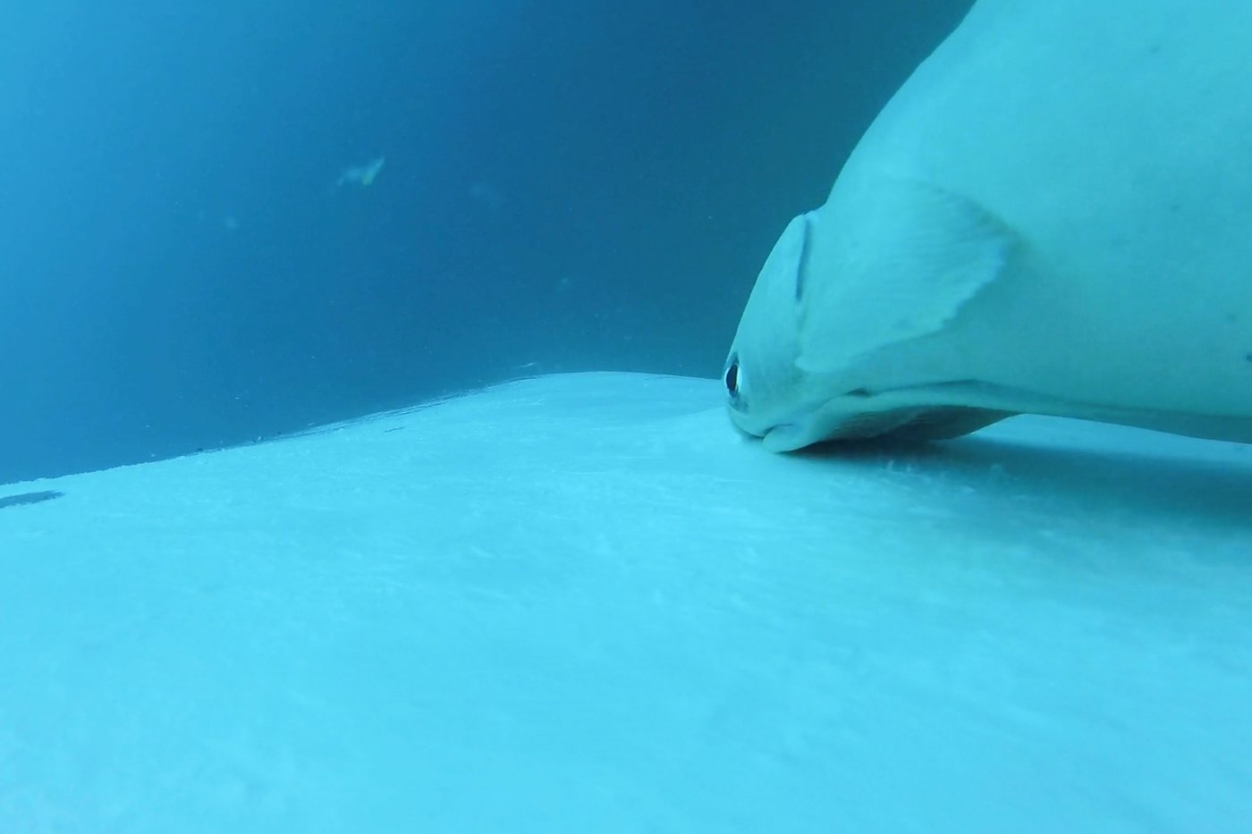 Rare footage shows sucker fish as they whale-surf in the ocean's wildest joyride | iNFOnews.ca Rare footage shows sucker fish as they whale-surf in the ocean's wildest joyride | iNFOnews.ca