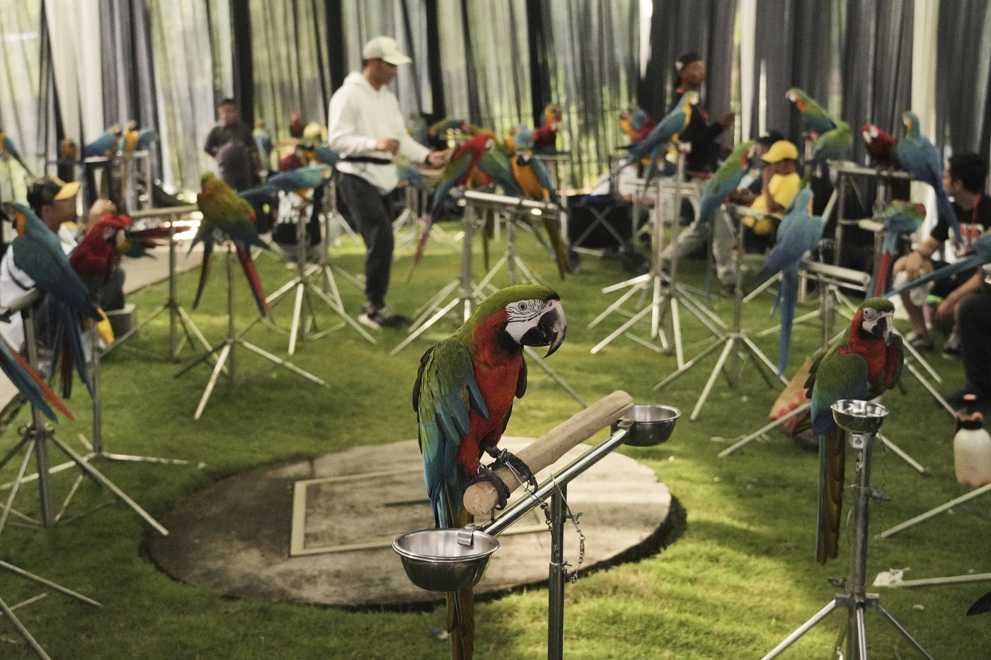 Photos show how an Indonesian motorbike mechanic became a macaw trainer | iNFOnews.ca