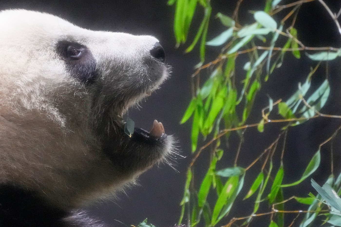 Thousands flock to a Tokyo zoo to see the last 2 pandas in Japan before their return to China | iNFOnews.ca